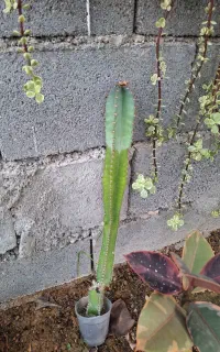 دونه ای ۵۰