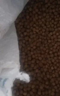غذا ماهی