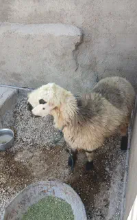 شیشک