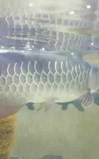آروانا کوتوله