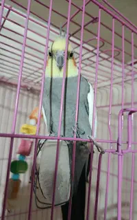 عروس هلندی مولد