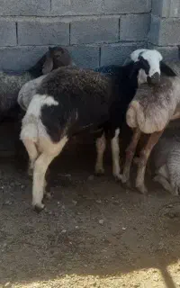 بره قوچ بروجردی