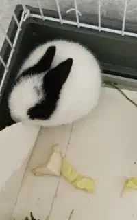 خرگوش نر با قفس کاملا نو