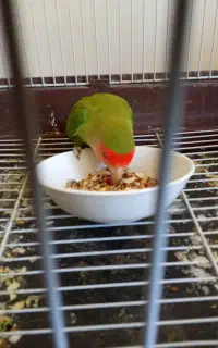 طوطی کوتوله برزیلی صورت هلویی