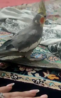 عروس هلندی گم شده