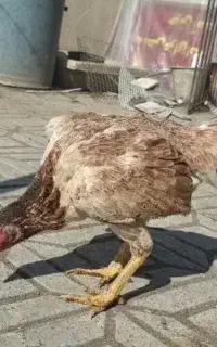مرغ لاری سالم