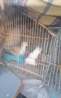 کبوتر با جوجه