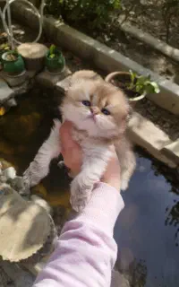 گربه اسکاتیش گلد خرسی