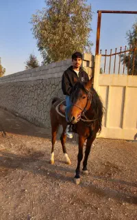 فروش اسب نژاد دره شوری