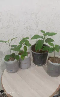 گل های ختمی چینی