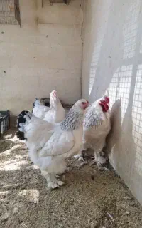 ست مرغ خروس