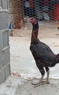 مرغ لاری دانگ بالا