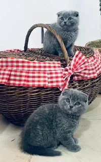 گربه اسکاتیش