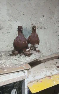 کبوترککیلی
