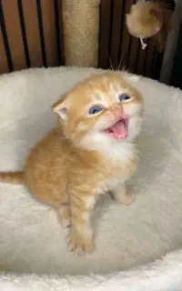 گربه اشرافی اسکاتیش و بریتیش