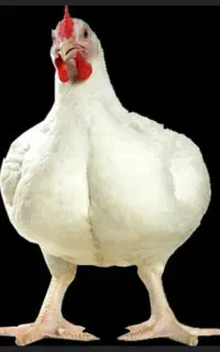 مرغ گوشتی
