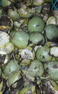 پوست گردو