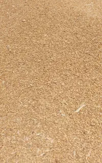 فروش گندم
