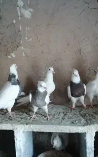کبوتر جوجه طوقی زرد