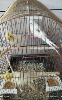 عروس هلندی