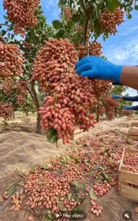 برداشت پسته بیش از ۳۰ کیلو از هردرخت