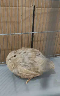 بلدرچین تخم گذار