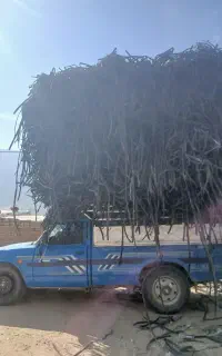 جمع آوری ضایعات نوارتیپ به صورت هکتاری