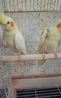 عروس هلندی تخم گذار