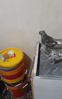 کبوتر عطیقه