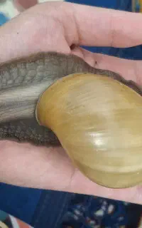 حلزون پرورشی