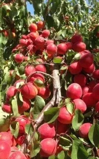 فروش نهال زردالو ویکات گلدانی