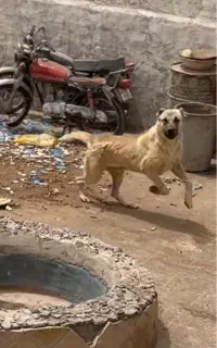 توله سگ نر سرابی