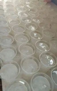 فالوده فروش بصورت عمده ۲۵تومن