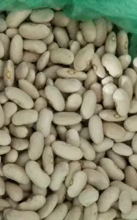 لوبیا کرم کپسولی لوبیا کشاورز