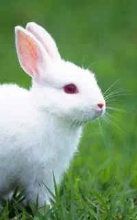 بچه خرگوش سفید چشم شرابی