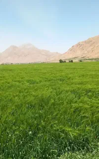 جو رقم واکسیما