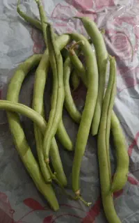 لوبیاسبزتازه
