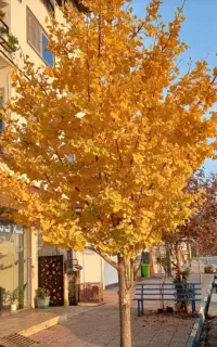 باغبانی حرص سمپاشی شماره تماس