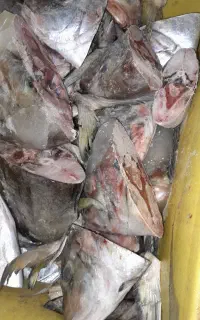 سر ماهی جش و چنگو