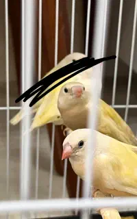 فنچ‌گلدین