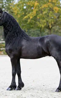 اسب مادیون جوان