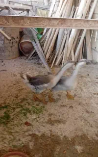 فروش قوغاز