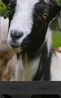 بز غاله