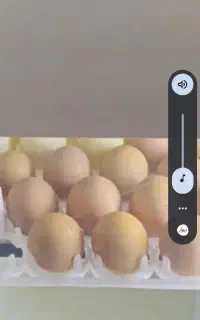 دستگاه جوجه کشی معاوضه با طوطی سبز و گرینجیک