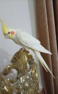 لوتینو نر