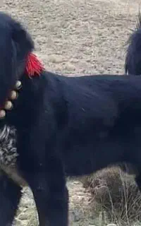 سگ قهدریجانی ۲ ساله نگهبانی