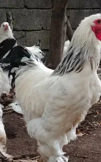 مرغ برهما امپراتور اصل رومانی