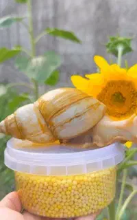 حلزون و خاویار حلزون