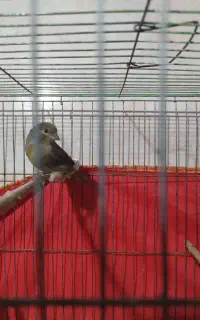 دوتا قناری نر معاوضه