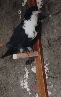 ریش سیاه نر